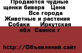 Продаются чудные щенки бивера › Цена ­ 25 000 - Все города Животные и растения » Собаки   . Иркутская обл.,Саянск г.